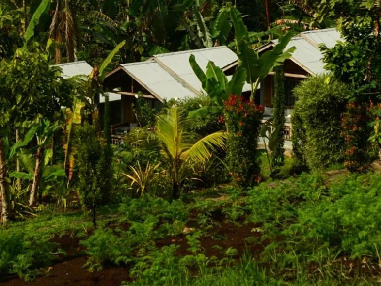 The Geckos Homestay Kelimutu Rum bild
